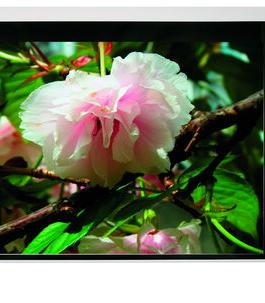 ��լ����Ļר�ã���Ӧ3D��4KͶӰЧ���ȼѣ�OS BU202/201