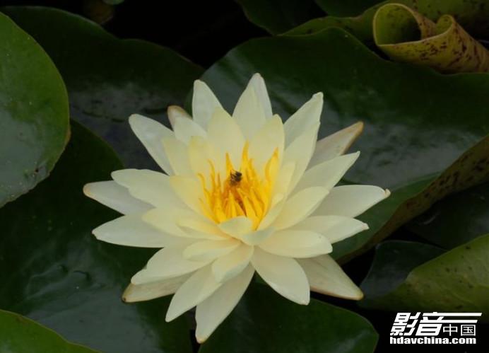 二胡简谱睡莲_睡莲二胡独奏(3)